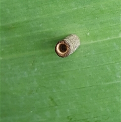 Hemibela (genus) at Penrose, NSW - suppressed