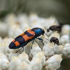 Castiarina kershawi (A jewel beetle) at Bungonia, NSW - 17 Nov 2024 by Miranda