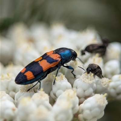 Castiarina kershawi (A jewel beetle) at Bungonia, NSW - 17 Nov 2024 by Miranda