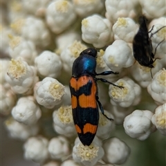 Castiarina livida at Bungonia, NSW - 17 Nov 2024 11:44 AM