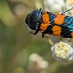 Castiarina livida at Bungonia, NSW - 17 Nov 2024 11:44 AM