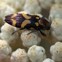 Castiarina flavopicta (Flavopicta jewel beetle) at Bungonia, NSW - 17 Nov 2024 by Miranda