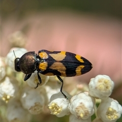 Castiarina flavopicta at Bungonia, NSW - 17 Nov 2024