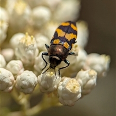 Castiarina flavopicta at Bungonia, NSW - 17 Nov 2024