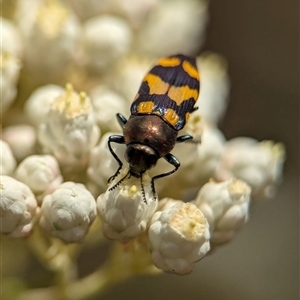 Castiarina flavopicta at Bungonia, NSW - 17 Nov 2024