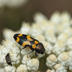 Castiarina flavopicta at Bungonia, NSW - 17 Nov 2024