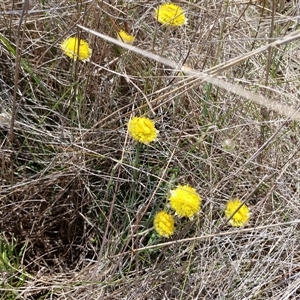 Rutidosis leiolepis at Cooma, NSW - 18 Nov 2024