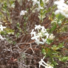 Pimelea linifolia subsp. caesia (Slender Rice Flower) at Cooma, NSW - 18 Nov 2024 by mahargiani