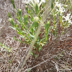 Pimelea linifolia subsp. caesia at Cooma, NSW - 18 Nov 2024