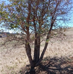 Eucalyptus cinerea (Argyle Apple) at Cooma, NSW - 18 Nov 2024 by mahargiani