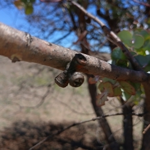 Eucalyptus cinerea at Cooma, NSW - 18 Nov 2024 01:35 PM