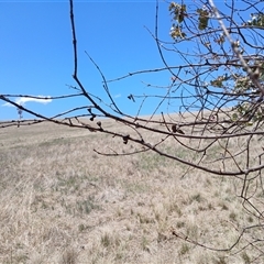 Eucalyptus cinerea at Cooma, NSW - 18 Nov 2024