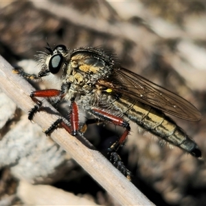 Asiola fasciata at Bungendore, NSW - 18 Nov 2024