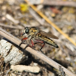 Asiola fasciata at Bungendore, NSW - 18 Nov 2024