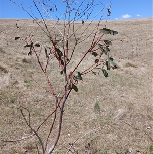 Eucalyptus pauciflora subsp. pauciflora at Cooma, NSW - 18 Nov 2024 01:38 PM