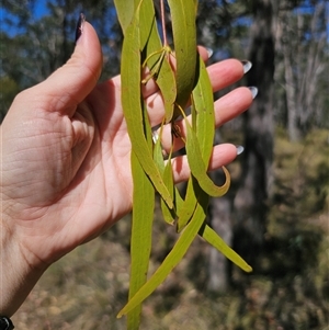 Amyema miquelii (Box Mistletoe) at Bungendore, NSW by Csteele4