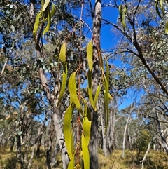 Amyema miquelii at Bungendore, NSW - 18 Nov 2024