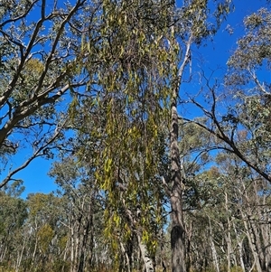 Amyema miquelii at Bungendore, NSW - 18 Nov 2024