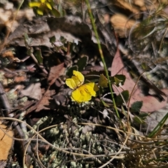 Goodenia hederacea subsp. hederacea (Ivy Goodenia, Forest Goodenia) at Bungendore, NSW - 18 Nov 2024 by Csteele4