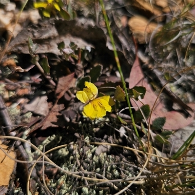 Goodenia hederacea subsp. hederacea (Ivy Goodenia, Forest Goodenia) at Bungendore, NSW - 18 Nov 2024 by Csteele4