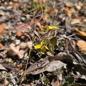 Goodenia hederacea subsp. hederacea at Bungendore, NSW - 18 Nov 2024 03:08 PM