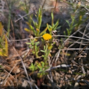 Leptorhynchos squamatus subsp. squamatus at Bungendore, NSW - 18 Nov 2024