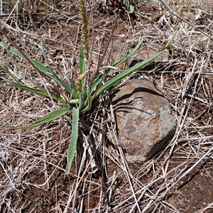 Plantago gaudichaudii at Cooma, NSW - 18 Nov 2024