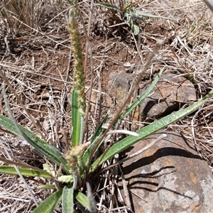 Plantago gaudichaudii at Cooma, NSW - 18 Nov 2024 01:52 PM