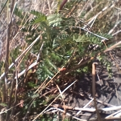 Acaena sp. (A Sheep's Burr) at Cooma, NSW - 18 Nov 2024 by mahargiani