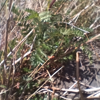 Acaena sp. (A Sheep's Burr) at Cooma, NSW - 18 Nov 2024 by mahargiani