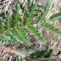 Acaena (genus) at Cooma, NSW - 18 Nov 2024