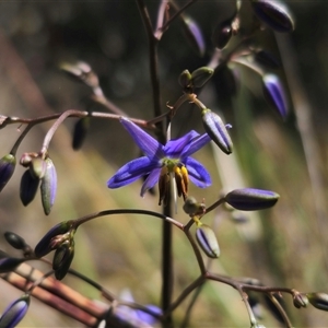 Dianella revoluta var. revoluta at Bungendore, NSW - 18 Nov 2024