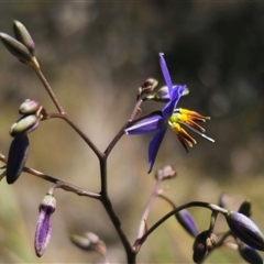 Dianella revoluta var. revoluta at Bungendore, NSW - 18 Nov 2024