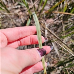 Dianella revoluta var. revoluta at Bungendore, NSW - 18 Nov 2024