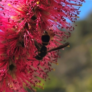 Eumeninae (subfamily) at Captains Flat, NSW - 18 Nov 2024