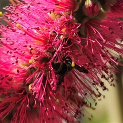 Eumeninae (subfamily) at Captains Flat, NSW - 18 Nov 2024