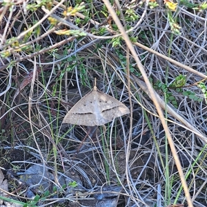 Epidesmia hypenaria at Bungendore, NSW - 18 Nov 2024