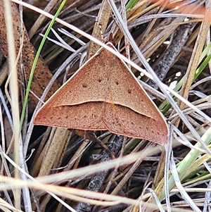 Epidesmia chilonaria at Bungendore, NSW - 18 Nov 2024