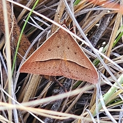 Epidesmia chilonaria at Bungendore, NSW - 18 Nov 2024