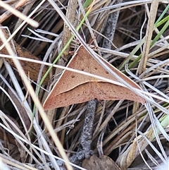 Epidesmia chilonaria at Bungendore, NSW - 18 Nov 2024