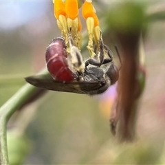 Lasioglossum (Parasphecodes) hiltacum (Rayment's Red Bee) at Mogo, NSW - 16 Nov 2024 by PeterA