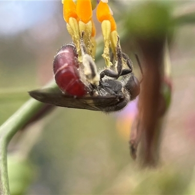 Lasioglossum (Parasphecodes) hiltacum (Rayment's Red Bee) at Mogo, NSW - 16 Nov 2024 by PeterA