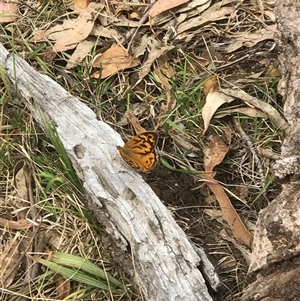 Heteronympha merope at Bungonia, NSW - 17 Nov 2024 10:33 AM