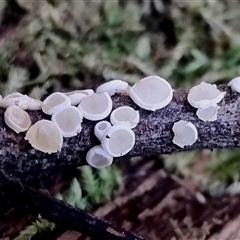 zz – ascomycetes - apothecial (Cup fungus) at Kianga, NSW - 17 Nov 2024 by Teresa