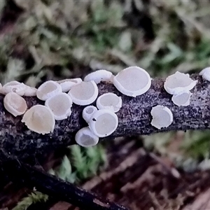 zz – ascomycetes - apothecial (Cup fungus) at Kianga, NSW by Teresa