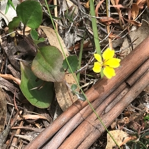 Goodenia hederacea at Bungonia, NSW - 17 Nov 2024