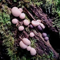 Lycogala epidendrum (Complex) (Wolf's milk) at Kianga, NSW - 18 Nov 2024 by Teresa