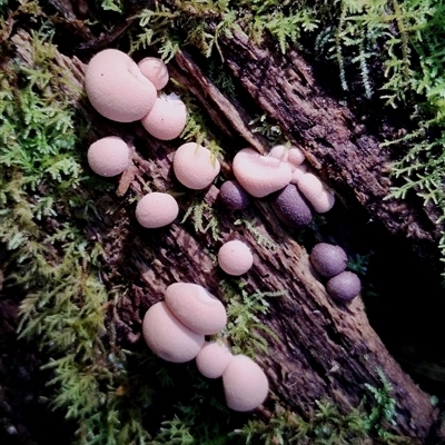 Lycogala epidendrum (Complex) (Wolf's milk) at Kianga, NSW - 18 Nov 2024 by Teresa