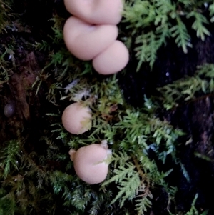 Lycogala epidendrum (Complex) at Kianga, NSW - 18 Nov 2024