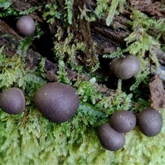 Lycogala epidendrum (Complex) at Kianga, NSW - 18 Nov 2024